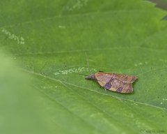 Cenopis diluticostana