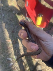 Plethodon chlorobryonis