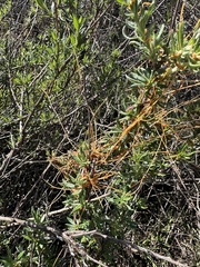 Cuscuta californica