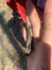 Plethodon chlorobryonis