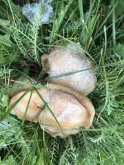 Clitocybe gibba image
