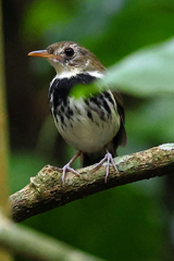 Southern Antpipit photo 3