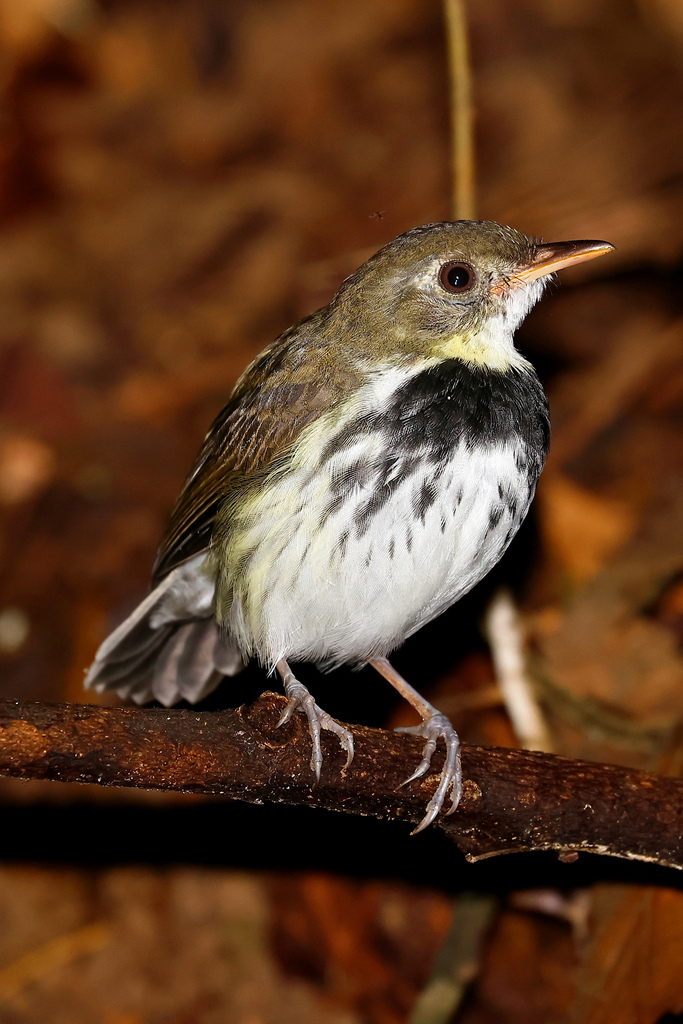 Southern Antpipit