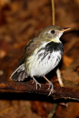 Southern Antpipit photo 1