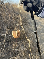 Aristolochia contorta