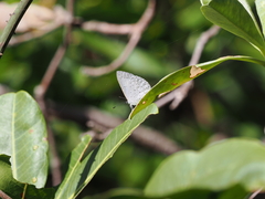 Eirmocides absimilis