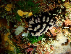 Phyllidiella