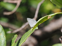 Eirmocides absimilis