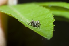 Acanthepeira stellata