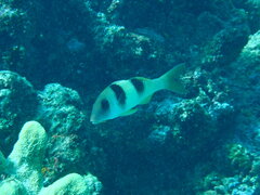 Parupeneus crassilabris