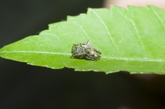 Acanthepeira stellata