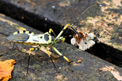 Zelus armillatus