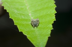 Acanthepeira stellata