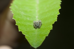 Acanthepeira stellata