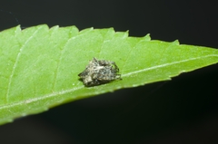 Acanthepeira stellata