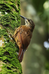 Xiphocolaptes albicollis