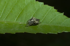 Acanthepeira stellata