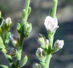 Cyanothamnus coerulescens spinescens