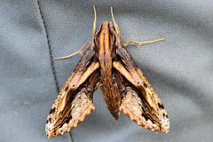 Xylophanes crenulata