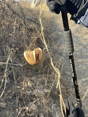 Aristolochia contorta