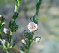 Cyanothamnus coerulescens spinescens