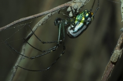 Leucauge