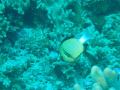 Dascyllus reticulatus