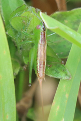 Conocephalus ictus
