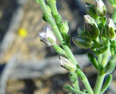 Cyanothamnus coerulescens spinescens