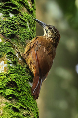 Xiphocolaptes albicollis