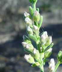 Cyanothamnus coerulescens spinescens