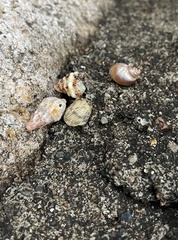 Coenobita compressus