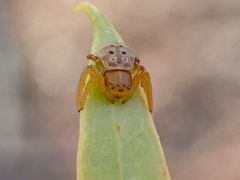 Cymbacha cerea