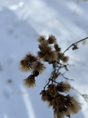 Vernonia fasciculata
