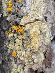 Chrysothrix xanthina