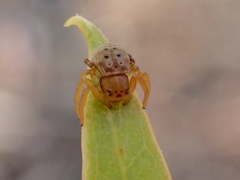 Cymbacha cerea