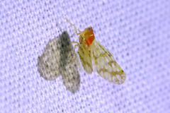 Saccharodite chrysonoe