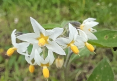 Solanum furcatum