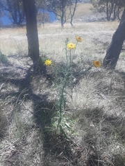 Xerochrysum bracteatum