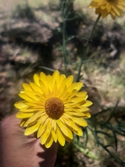 Xerochrysum bracteatum