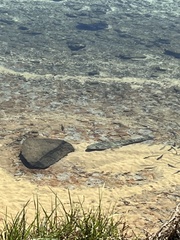 Platycephalus fuscus