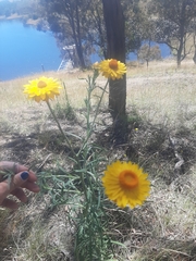 Xerochrysum bracteatum