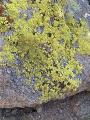 Acarosporaceae