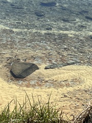 Platycephalus fuscus