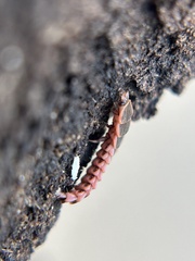 Microphotus angustus