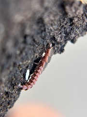 Microphotus angustus