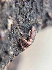 Microphotus angustus