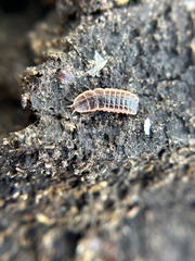 Microphotus angustus