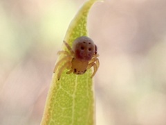 Cymbacha cerea