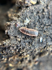 Microphotus angustus